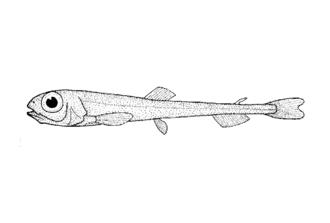 Bathylagus Antarcticus (Antarctic Deepsea Smelt) Coloring Page